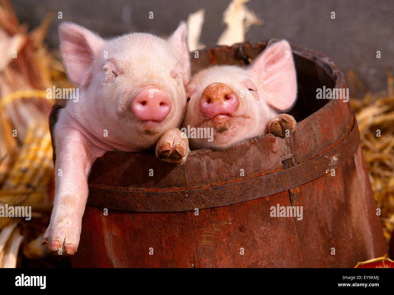 Livestock - Swine, mixed breed piglets in a barrel / Illinois, USA. Stock Photo