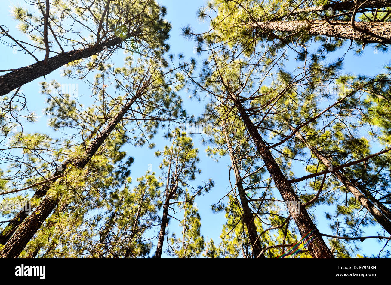 Very High Pine Wood Forest Stock Photo - Alamy