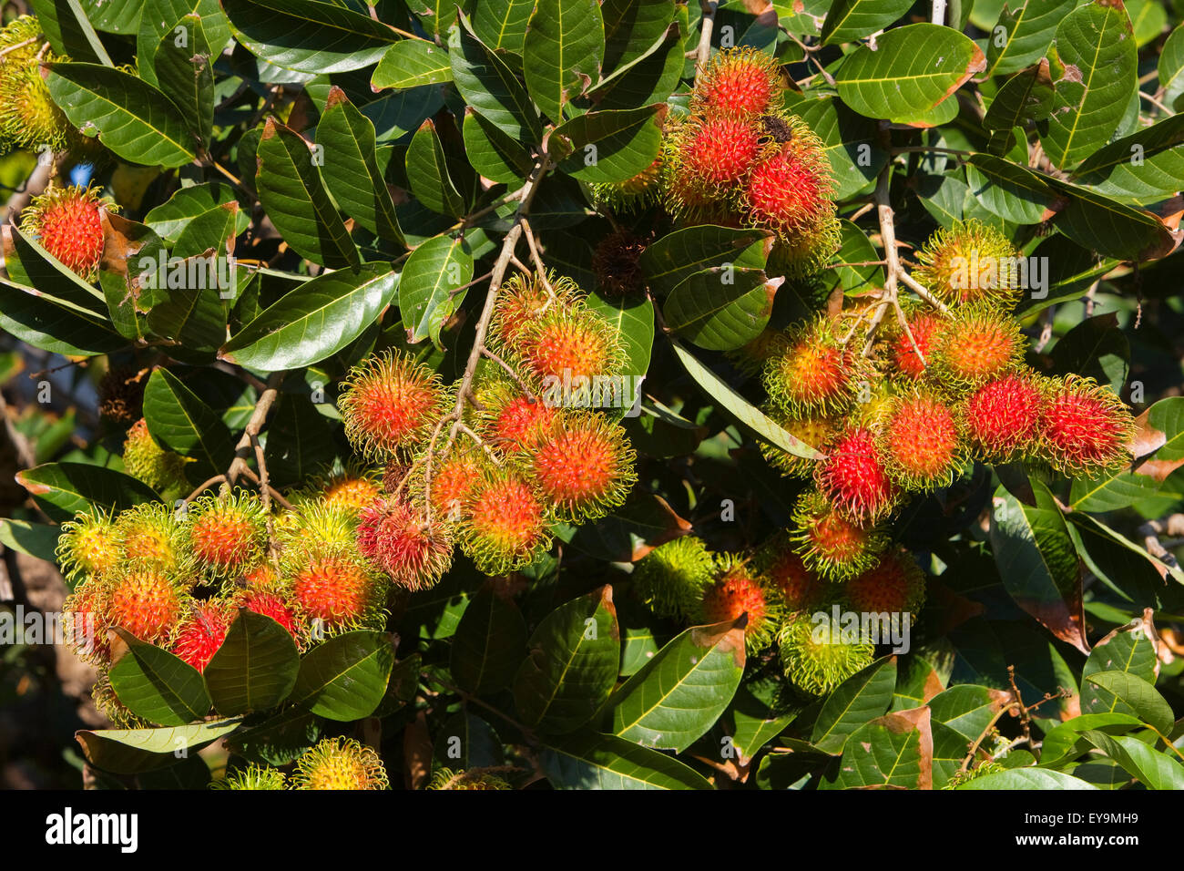 Rambutan tree hawaii hi-res stock photography and images - Alamy