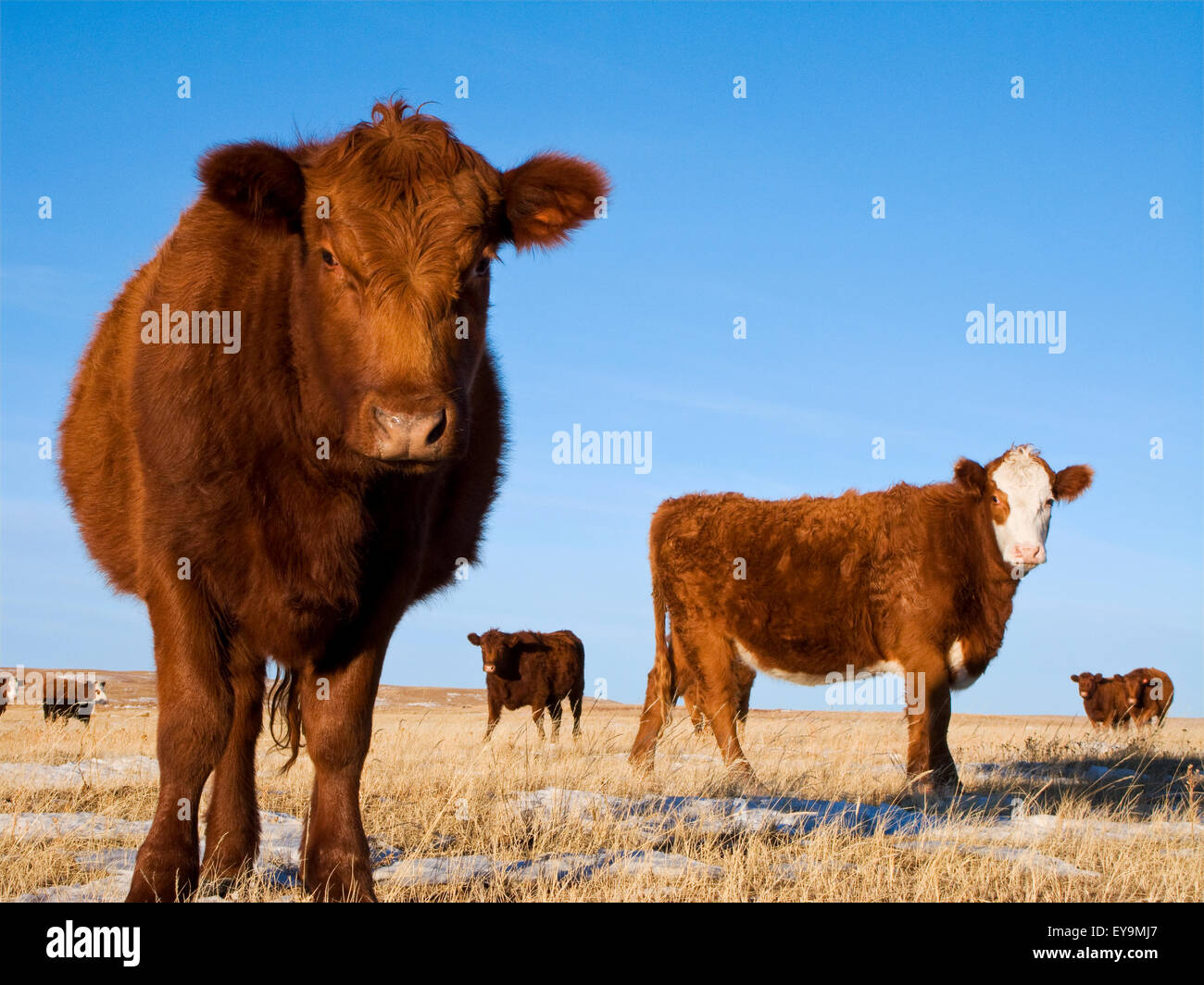filosof medier igennem Livestock - Red Angus, Hereford and Red Angus/Hereford-cross heifers on a  snow covered Winter pasture / Alberta, Canada Stock Photo - Alamy