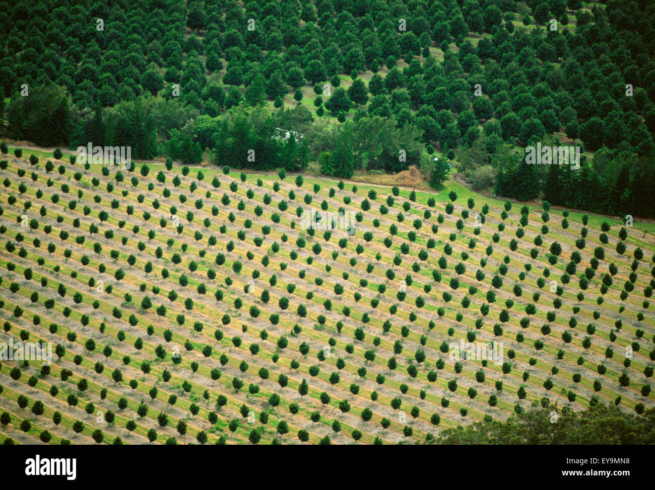 Agriculture Aerial view of a macadamia orchard / Pahala Area, Hawaii