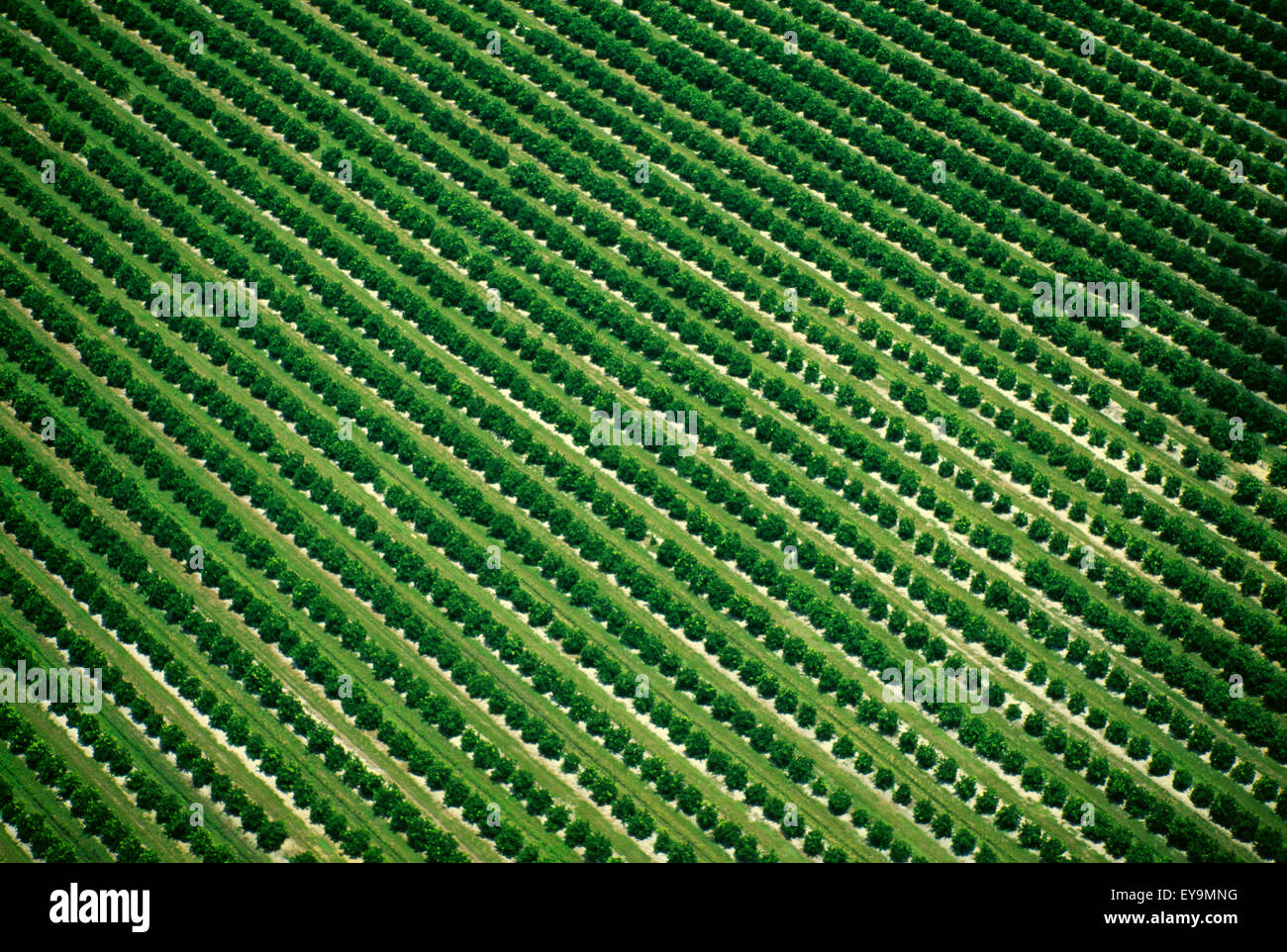 Agriculture Aerial view of an orange grove / near Orlando, Florida