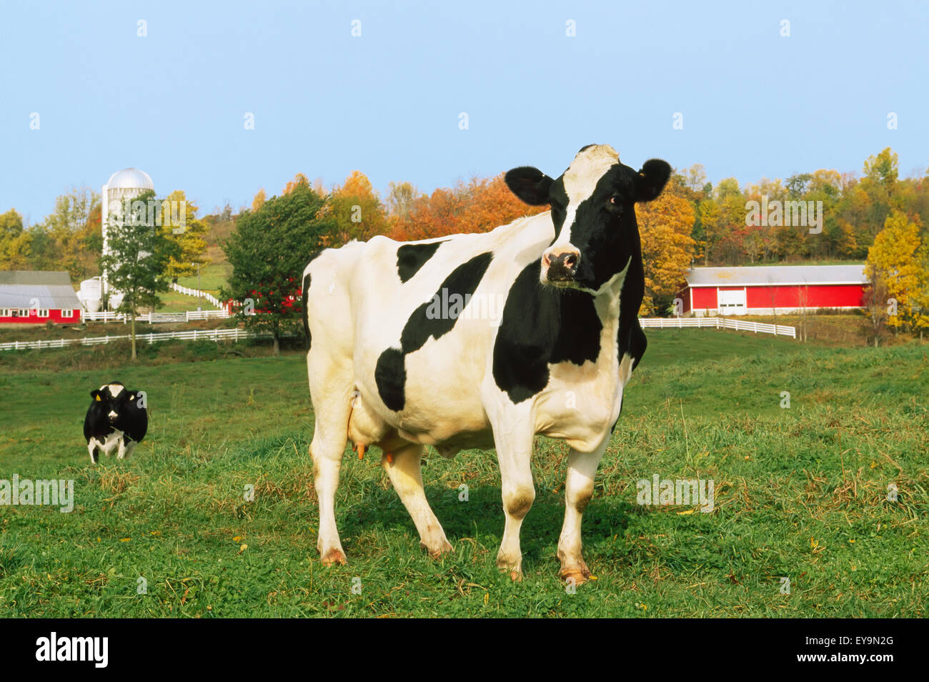 Livestock - A Holstein dairy cow on a green pasture with dairy ...