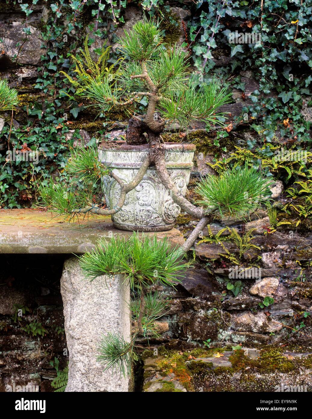 Berkeley Forest, Co Wexford, Ireland; Bonsai Scots Pine Stock Photo