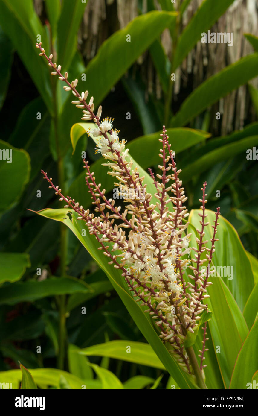 Cordyline fruticosa, Palm Lily at Lake Atitlan, Guatemala Stock Photo