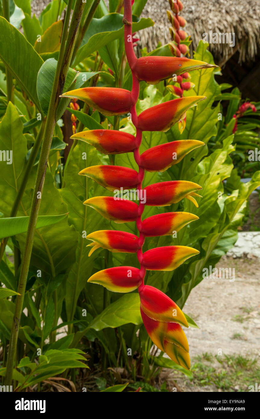Heliconia rostrata, Lobster Claw Flower at Tikal, Guatemala Stock Photo