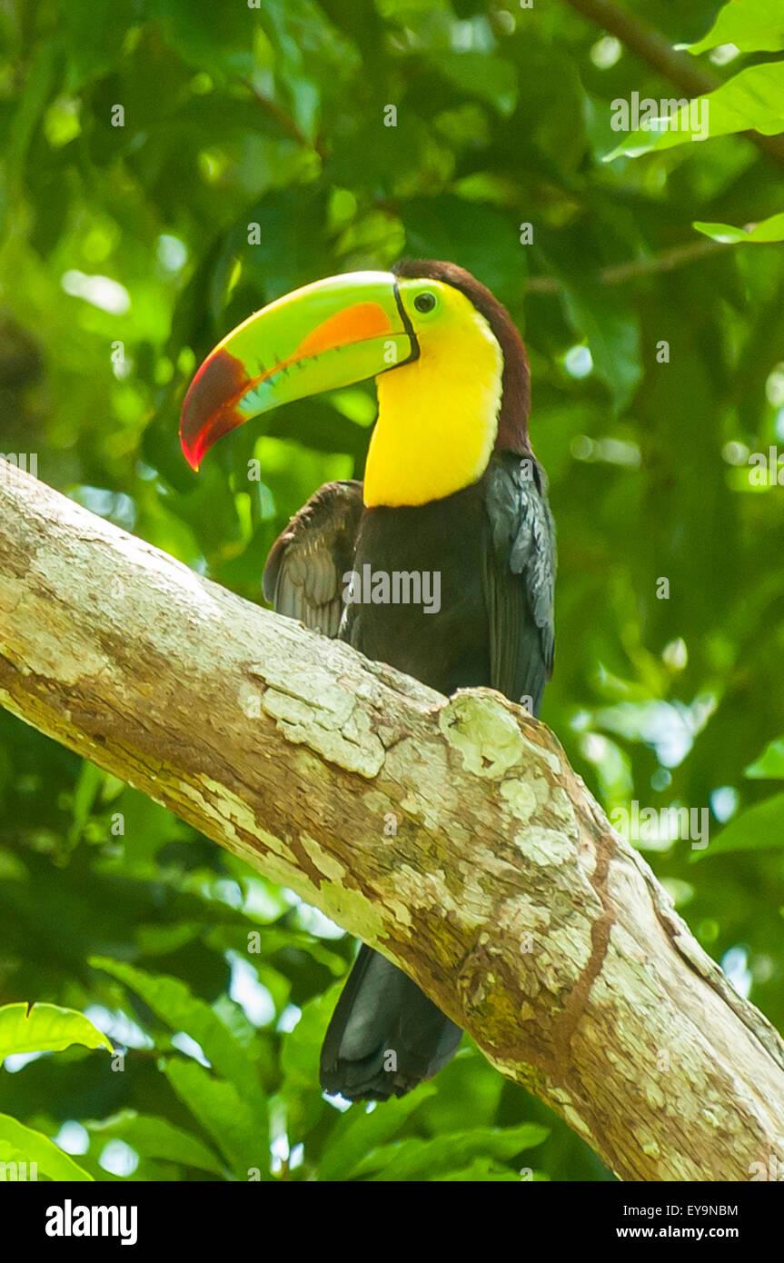 Ramphastos sulfuratus, Keel-billed Toucan at Tikal, Guatemala Stock Photo