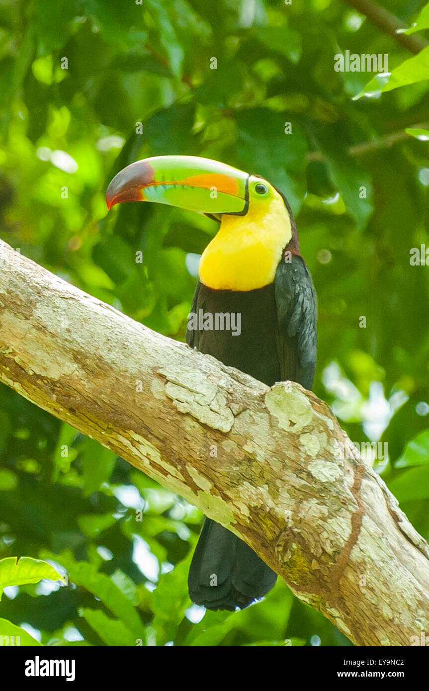 Ramphastos sulfuratus, Keel-billed Toucan at Tikal, Guatemala Stock Photo