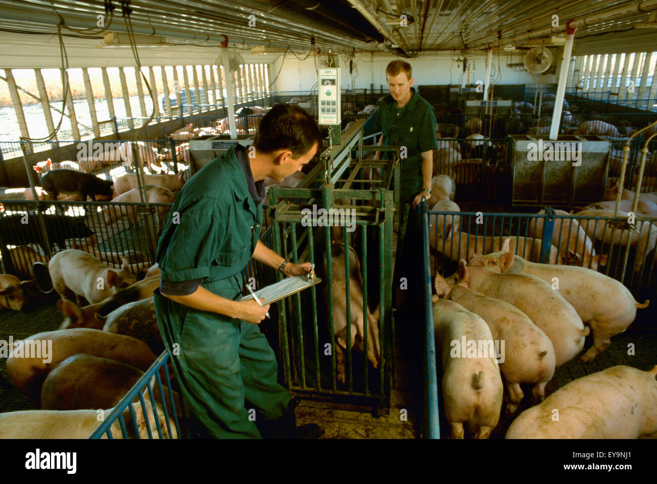 Livestock Pork producers weigh hogs in a confinement facility / Illinois, USA Stock Photo Alamy