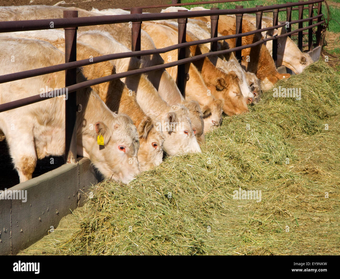 Livestock Charolais beef cattle feeding on haylage (chopped hay) at a