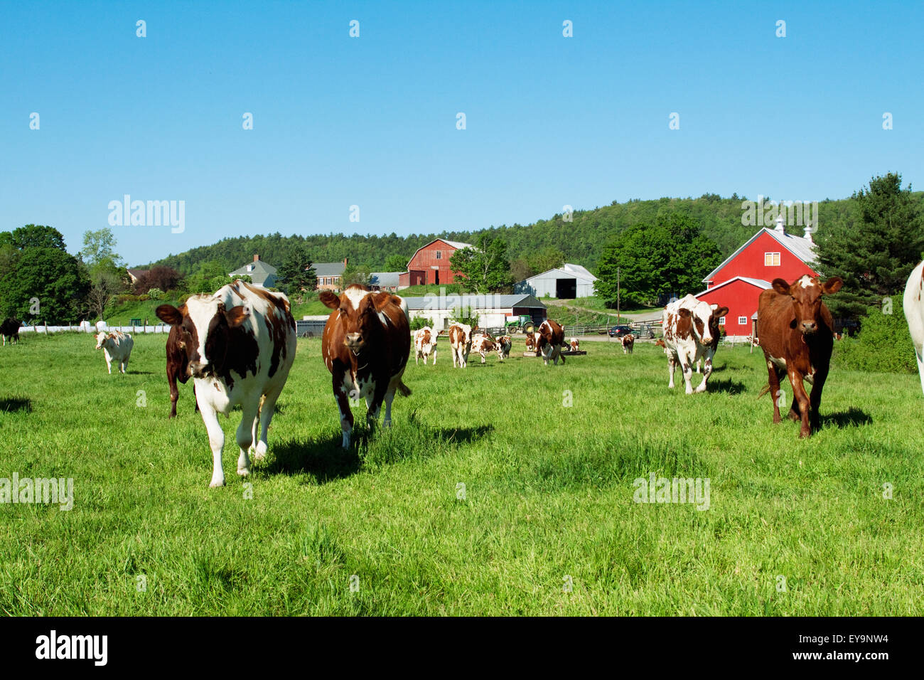Livestock Ayrshire dairy cows on a green pasture with farm buildings