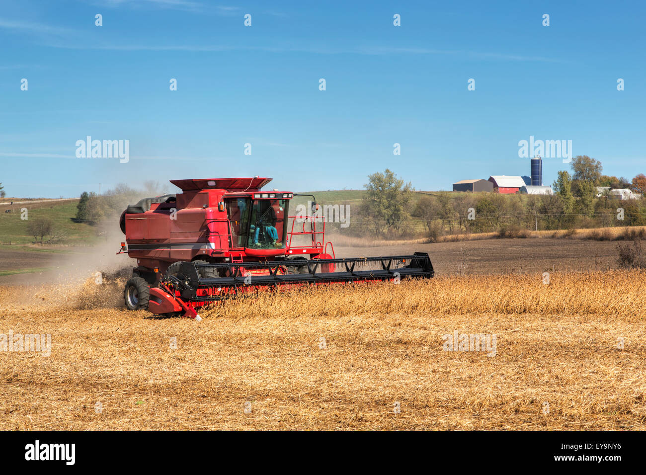 Red combine harvesting beans on a sunny autumn day in Northeast Iowa; Iowa, United States of America Stock Photo