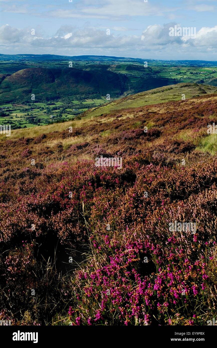 High Angle View Of Flowers On A Mountain, Slieve Gullion, County Armagh, Northern Ireland Stock Photo