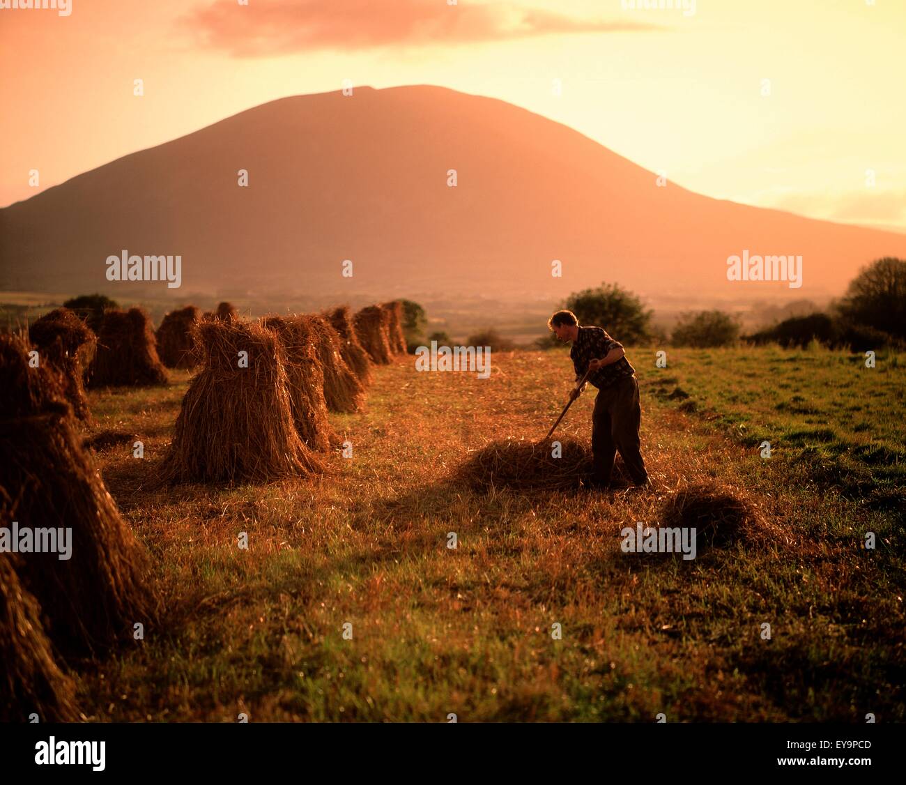 Ballina, County Mayo, Republic Of Ireland; Farmer Tossing Hay In A Field  Stock Photo - Alamy