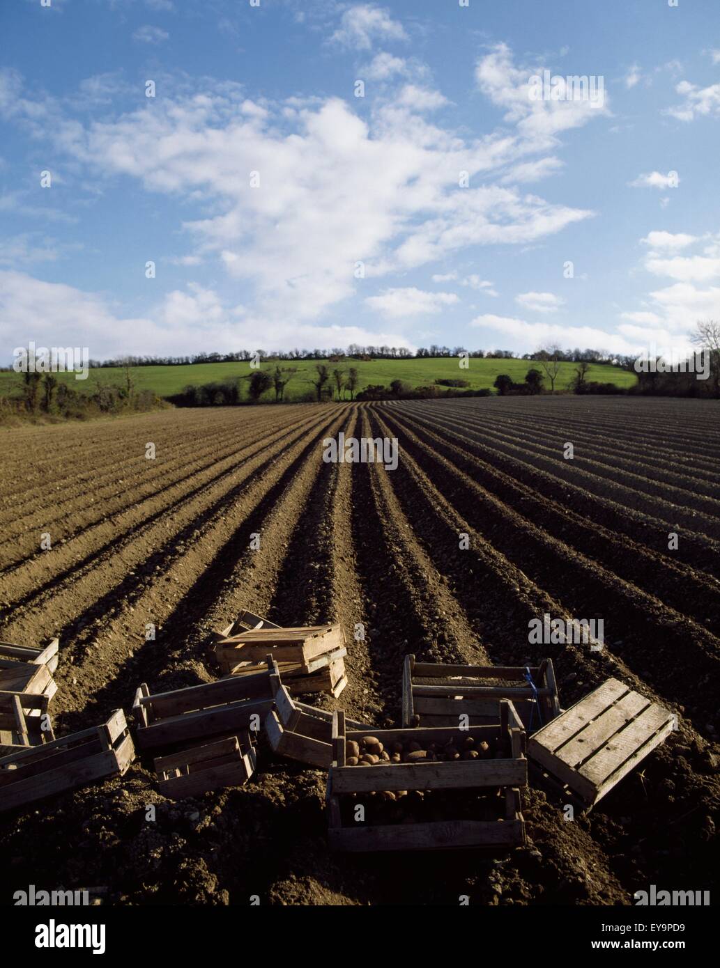 Potato farming ireland hires stock photography and images Alamy