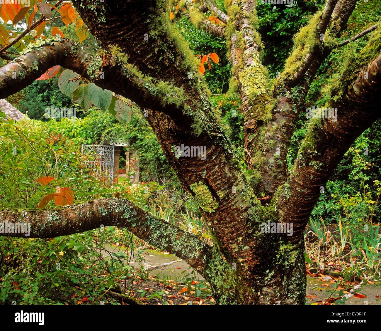 Lichen Covered Apple Tree, Walled Garden, Ilnacullin, Co Cork, Ireland Stock Photo
