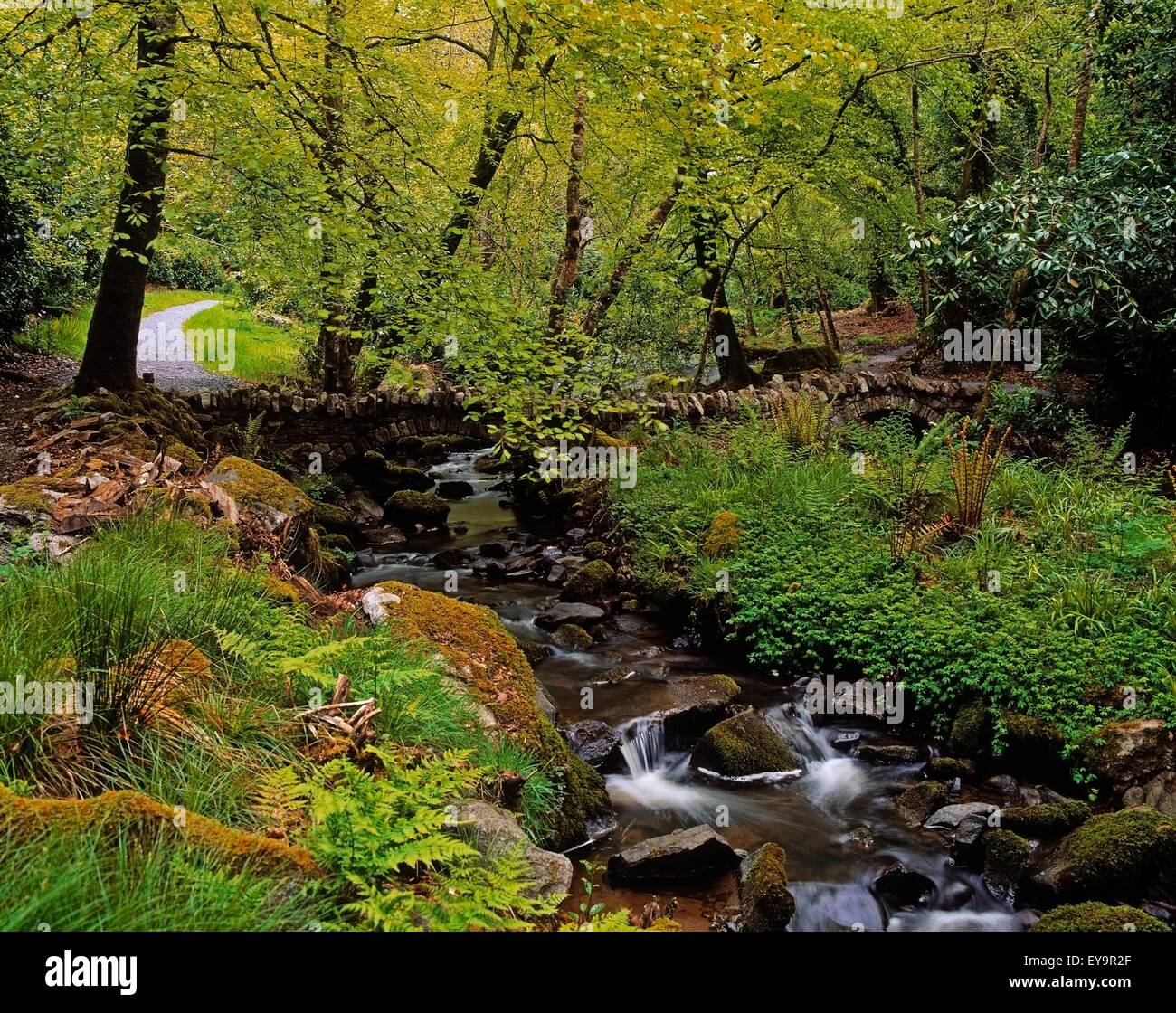 Stream, Kilfane Glen, Co Kilkenny, Ireland Stock Photo