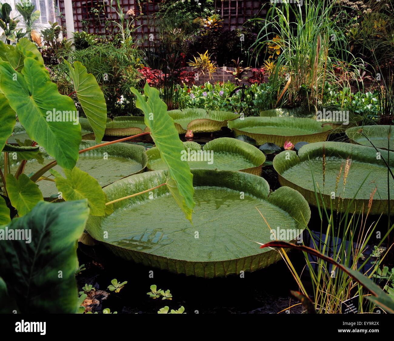 Amazon Lily, The Victoria House, Great Palm House, Botanic Gardens, Dublin, Co Dublin, Ireland