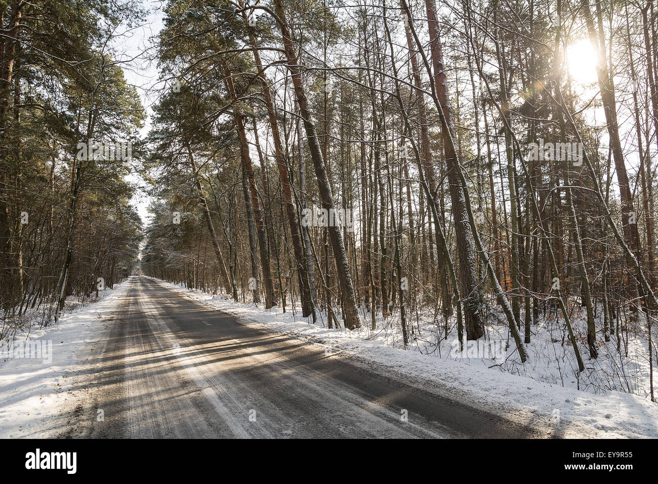 Road in the forest in winter Stock Photo - Alamy