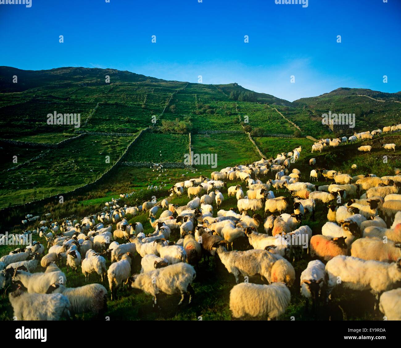 Flock Of Sheep In A Field, Maam Cross, County Galway, Republic Of Ireland Stock Photo