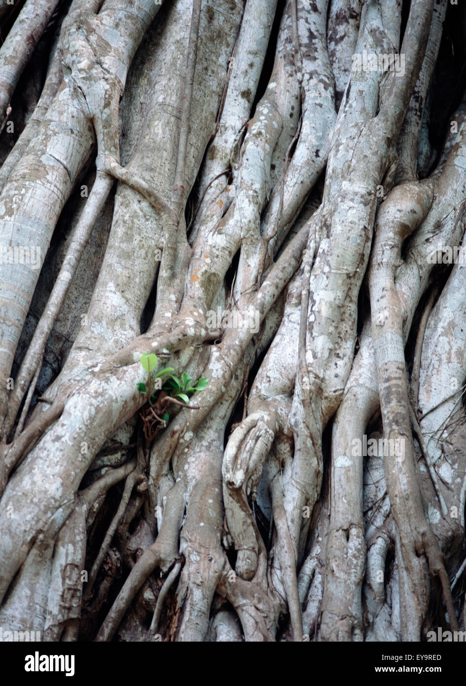 Fig Tree Vine, Mt Meru, Close Up Stock Photo Alamy