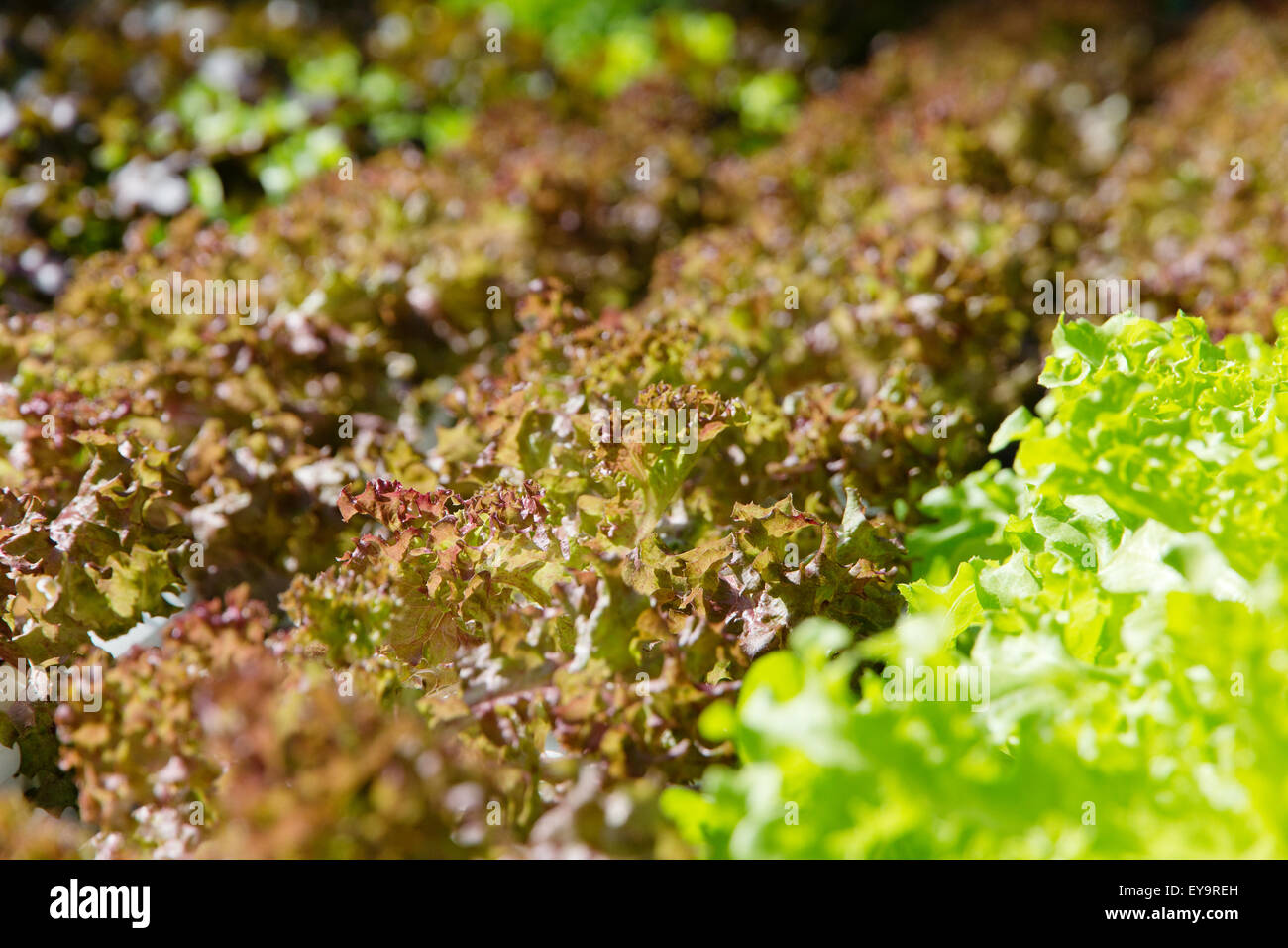 Hydroponics vegetable farm Stock Photo Alamy