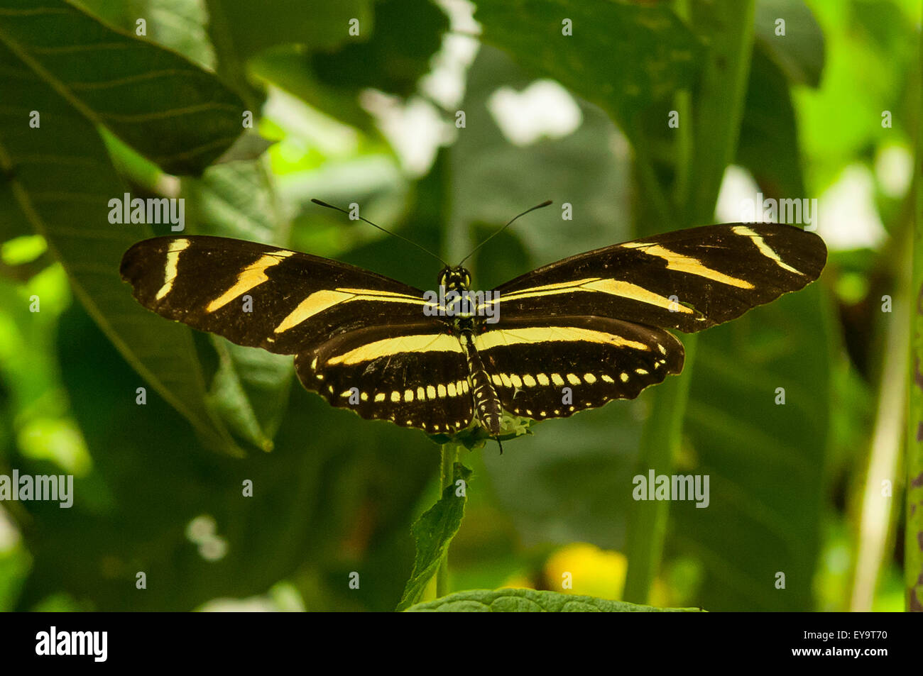 Heliconius charitonia, Zebra Butterfly at Lake Atitlan, Guatemala Stock Photo