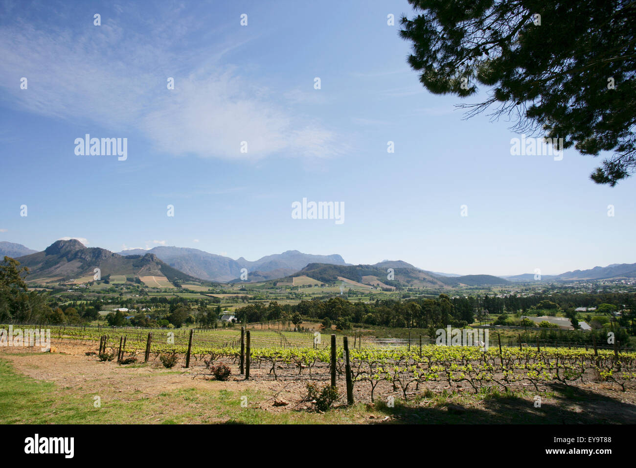 Vineyard In Franschhoek Stock Photo - Alamy