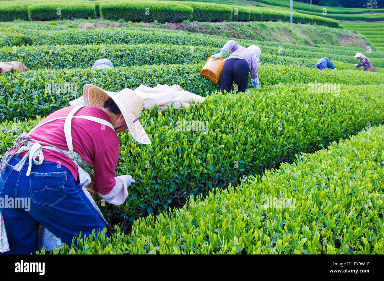 Chatsumi hi-res stock photography and images - Alamy