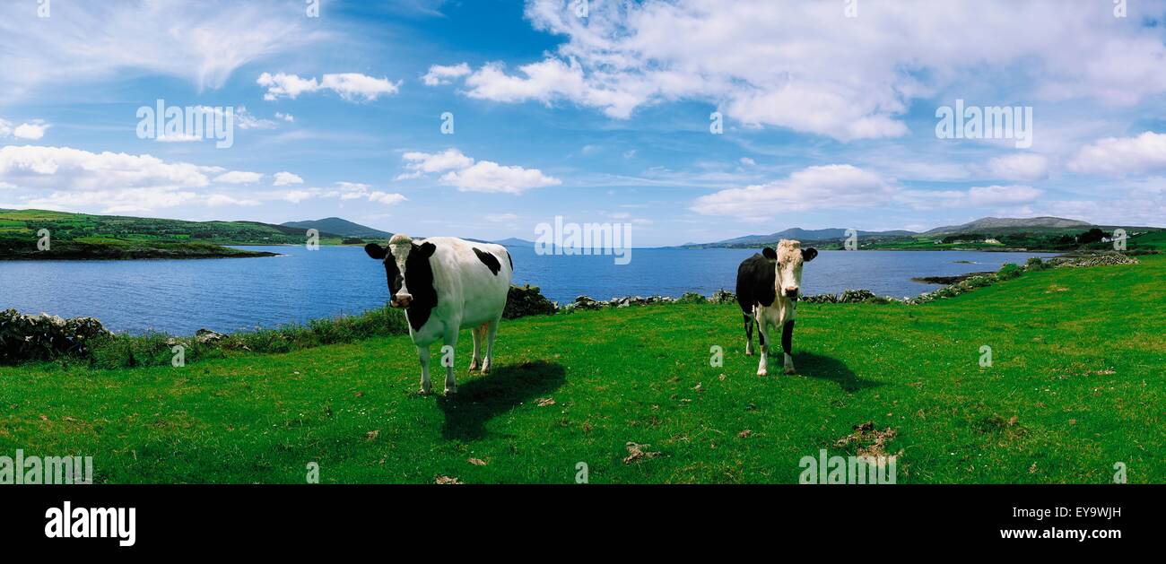 Durrus, Sheep's Head, Co Cork, Ireland; Friesian Cattle Stock Photo Alamy