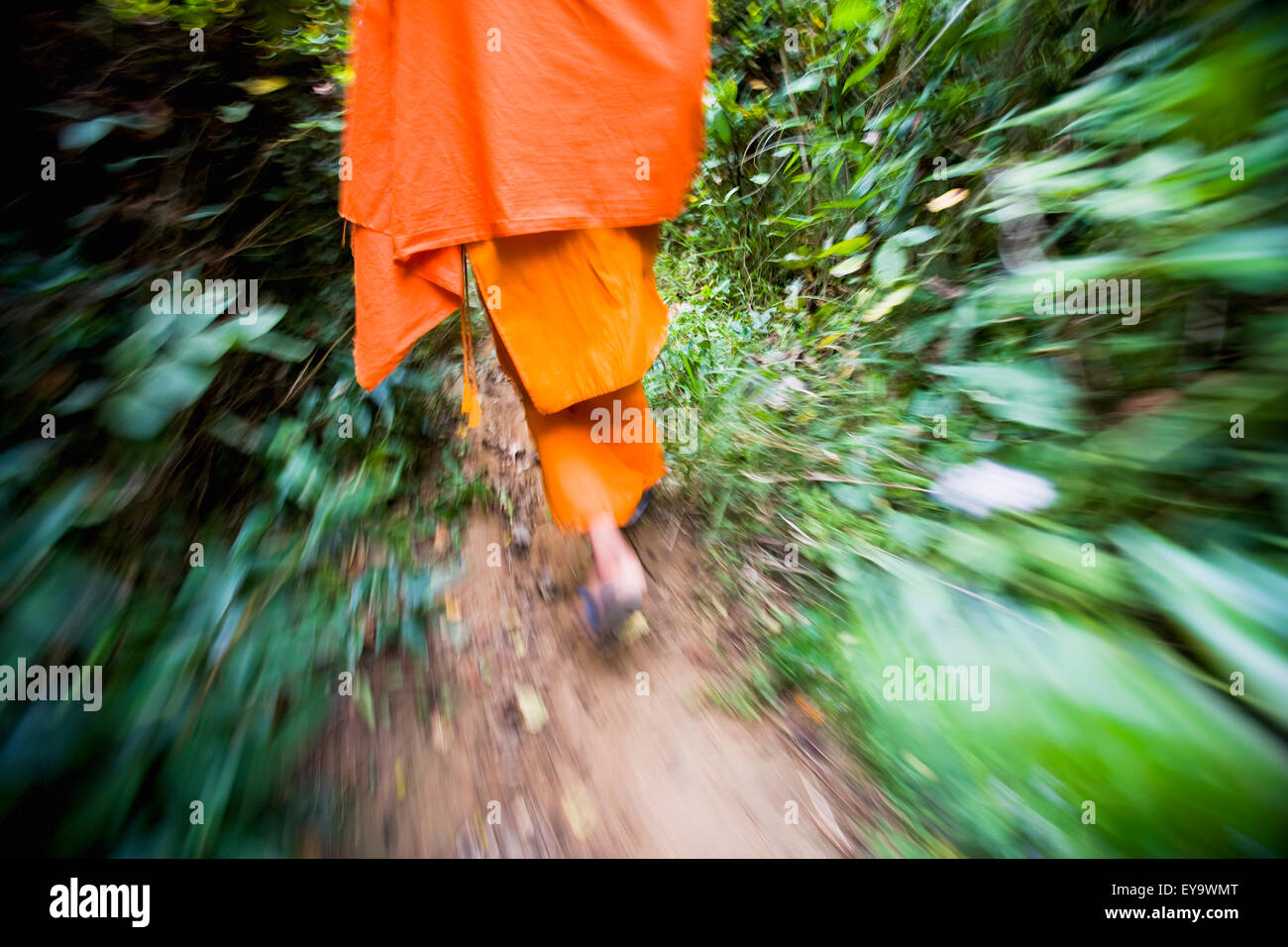 Novice Monks Walking Through Forest Whilst Collecting Wild Food. Stock Photo