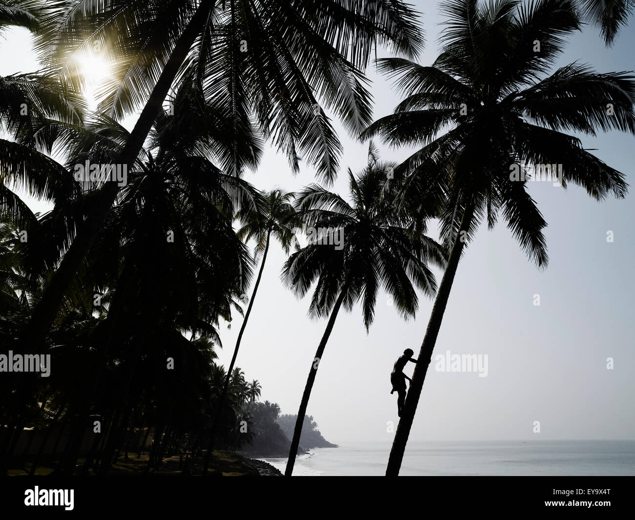 Silhouetted Man Climbing A Palm Tree To Pick Coconuts Stock Photo - Alamy