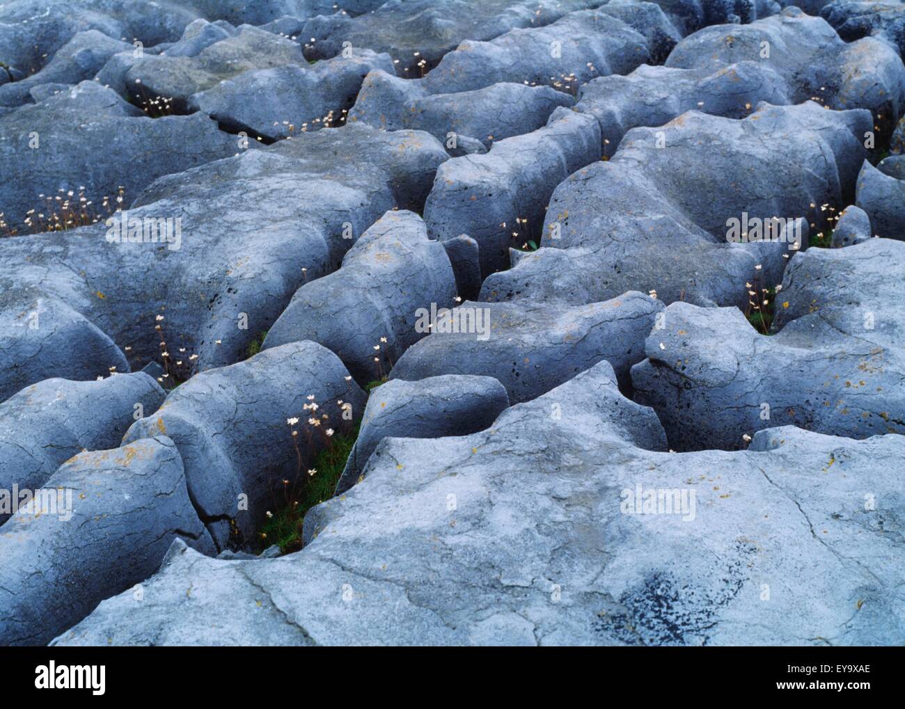 Wildflowers growing in crack hi-res stock photography and images - Alamy