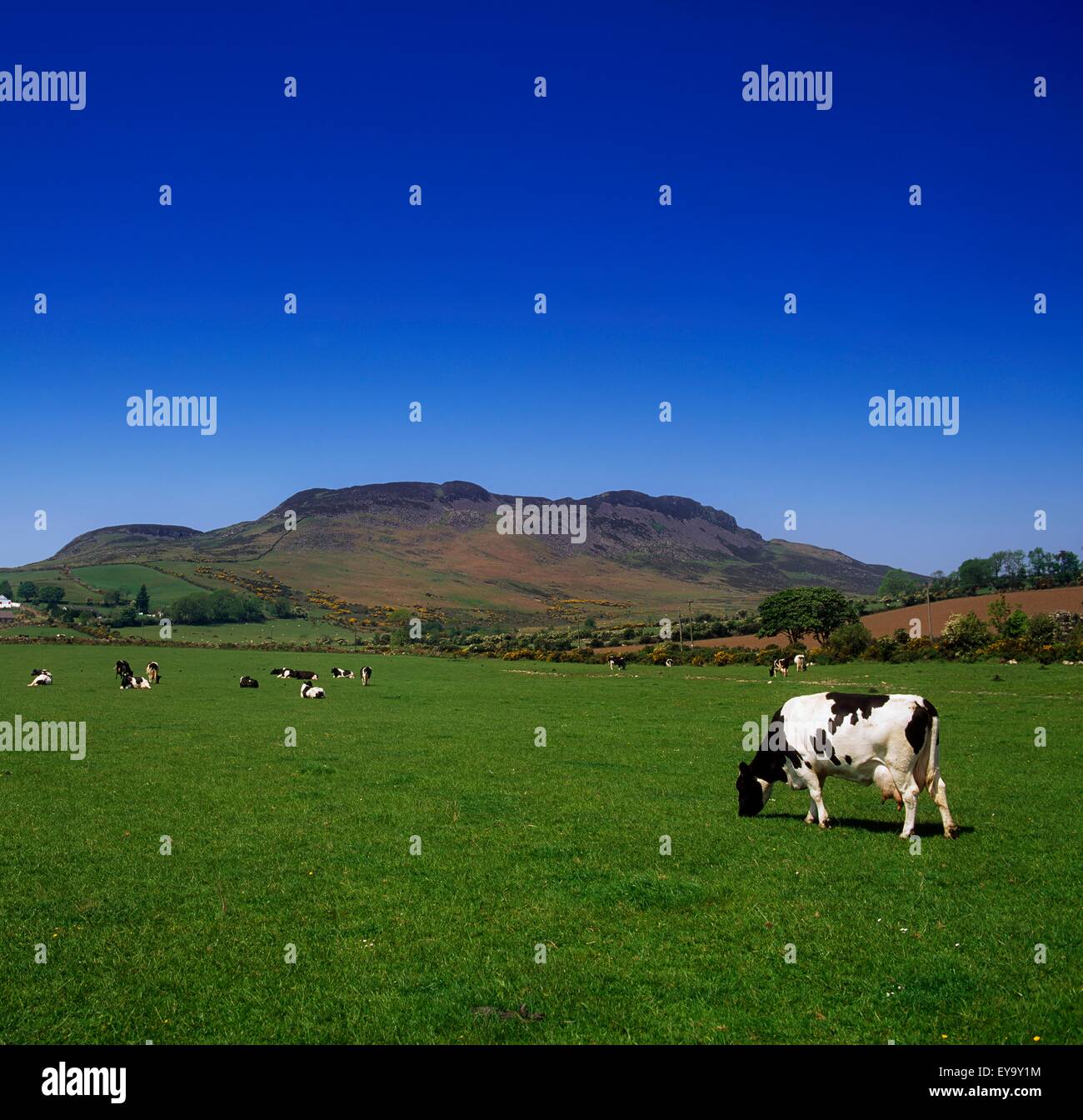 Cooley Peninsula, Co Louth, Ireland; Cattle Grazing In A Field Stock
