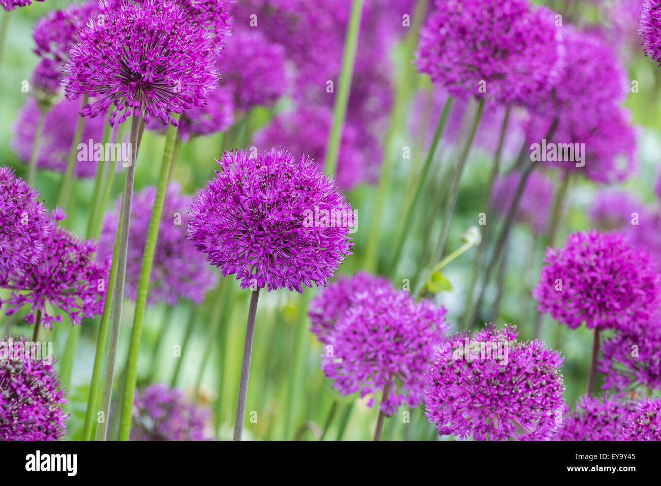 Allium (Allium Giganteum) in full flower Stock Photo