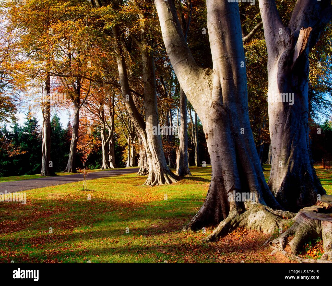 Powerscourt Gardens Co Wicklow, Beech Trees Entrance Drive, Autumn