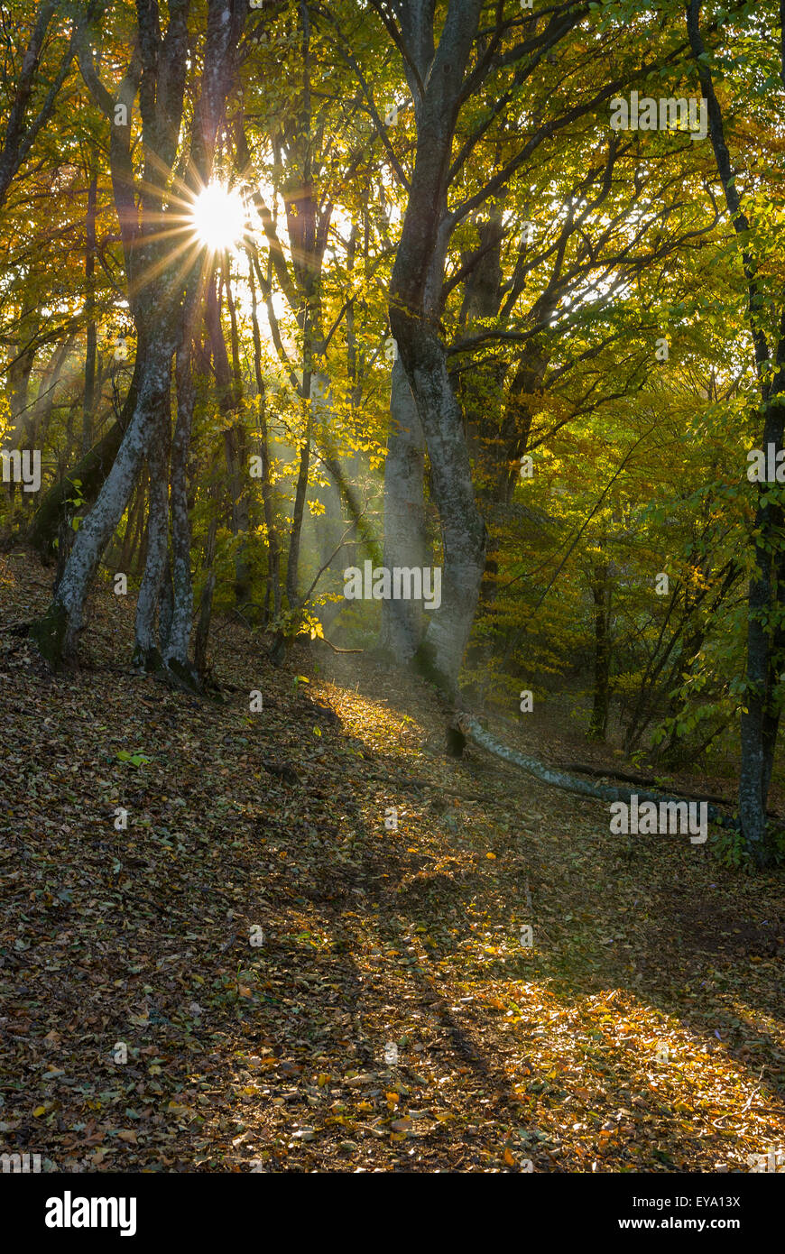 Morning in a beech forest in Ukraine. Stock Photo