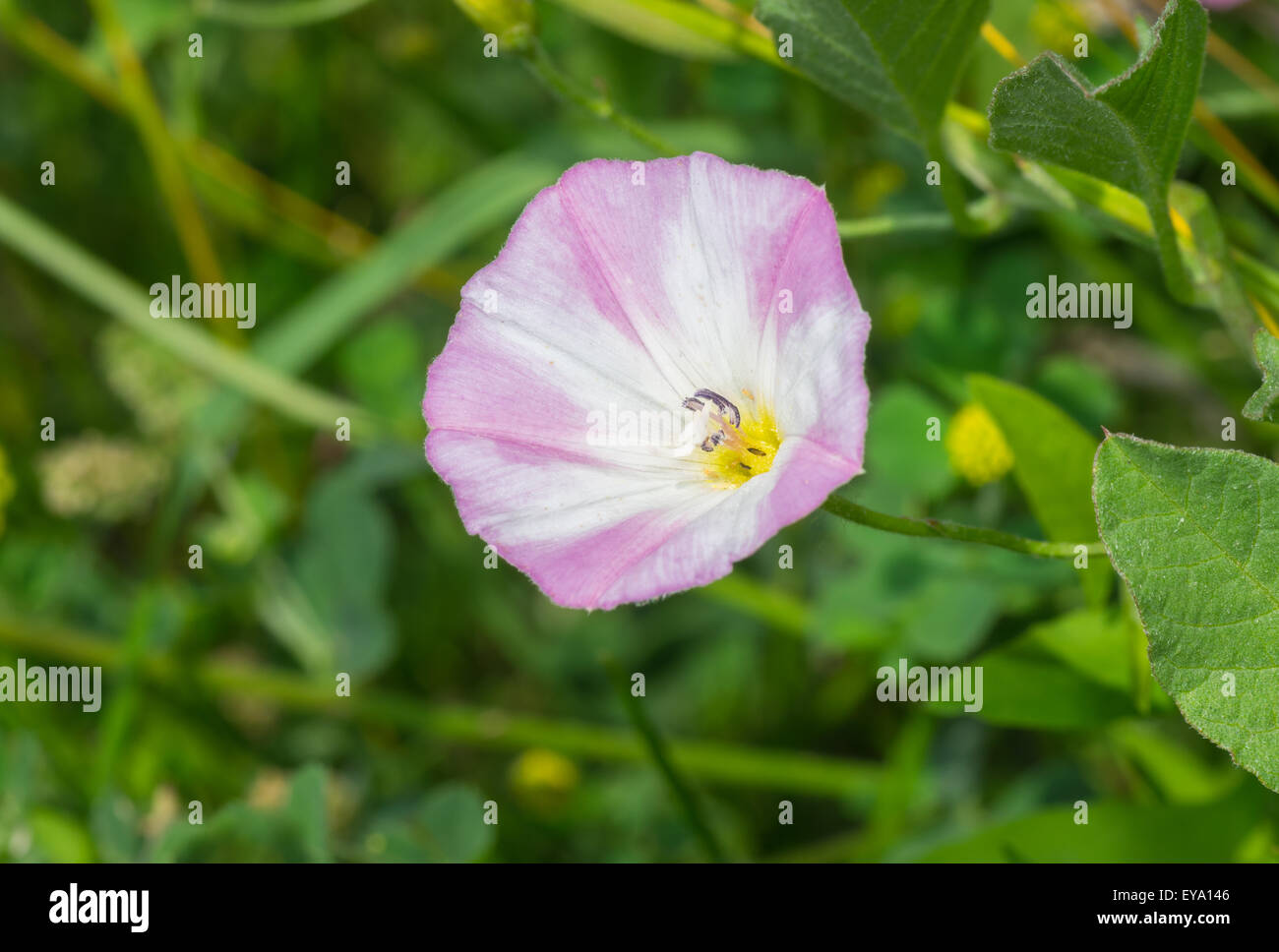 Beautiful grass hi-res stock photography and images - Alamy