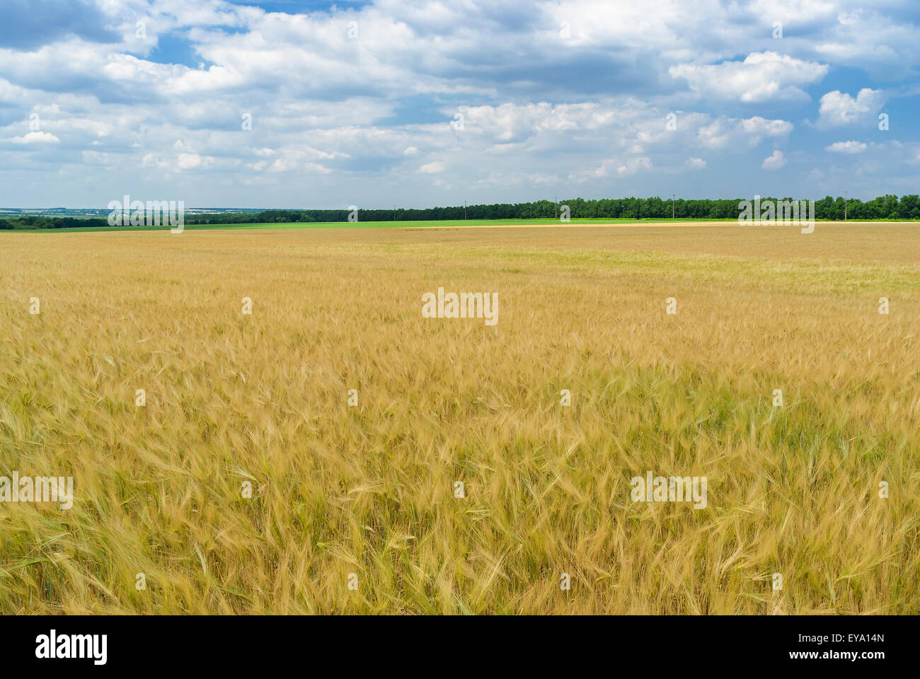 Ukrainian Rural Landscape Wheat Field Hi-res Stock Photography And 