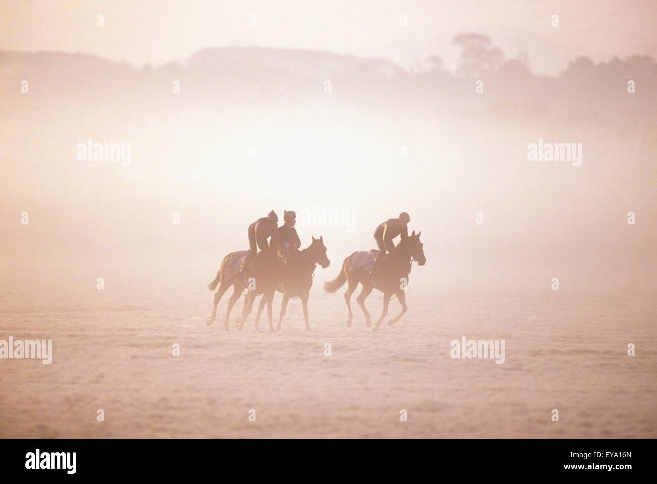 Thoroughbred Horses In Training, Curragh, Co Kildare, Ireland Stock