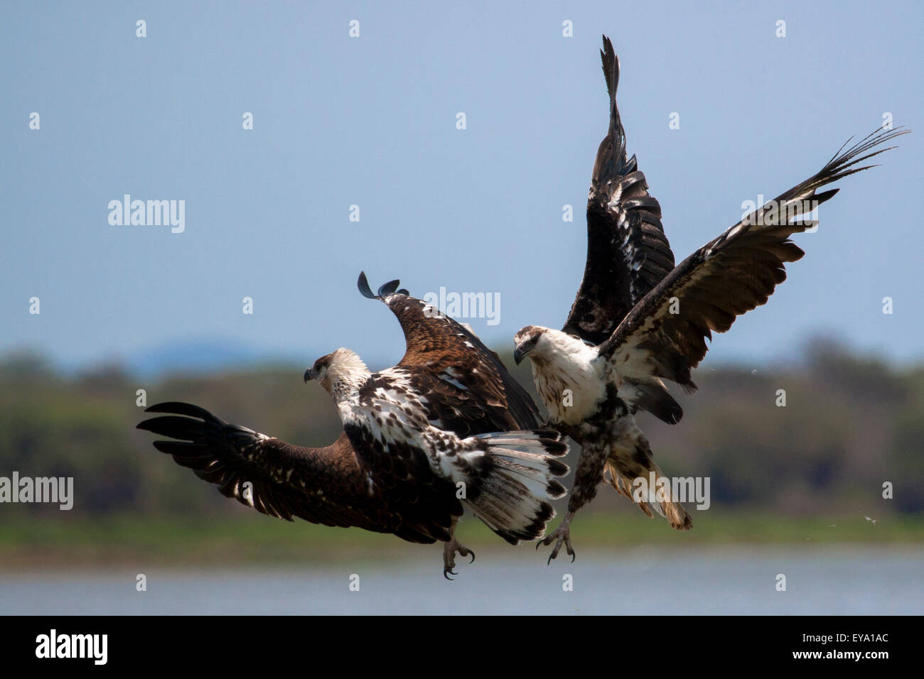Two immature African Fish Eagles fighting (Haliaeetus vocifer) Stock Photo