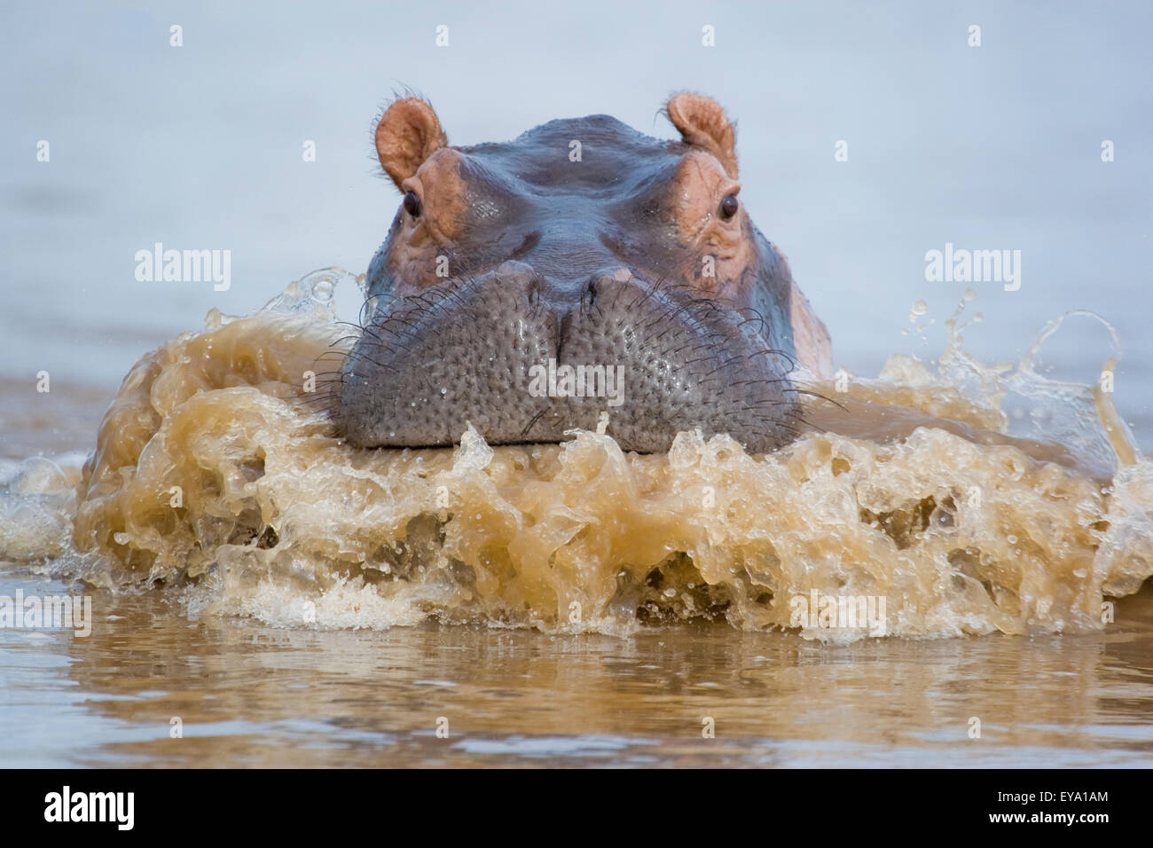 Hippopotamus charging in a river with the water frothing out of his mouth. Stock Photo