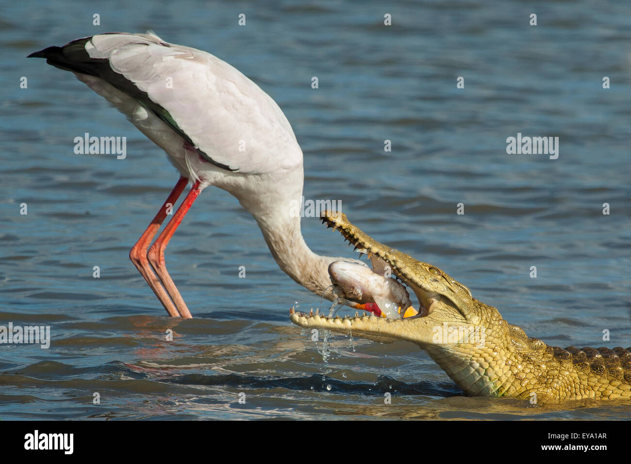 Crocodile appearing to eat a Yellow Billed Stork (but it's an optical illusion, the stork is behind the Crocodile. Stock Photo