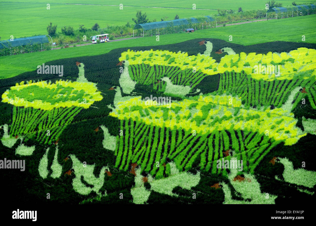 Rice paddy art hires stock photography and images Alamy