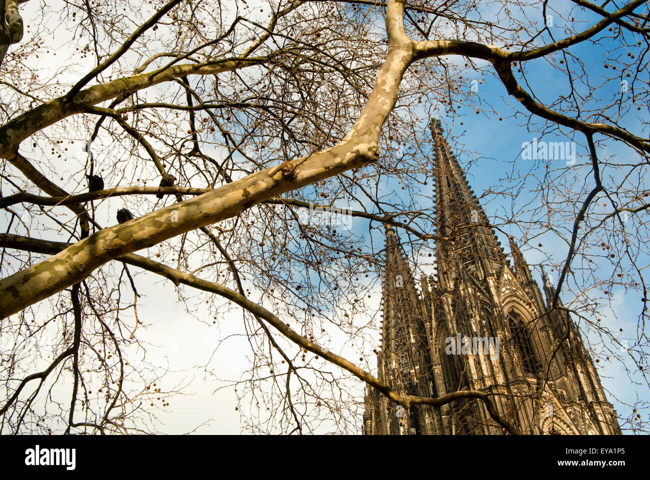Cologne Cathedral (Kolner Dom) Through Tree Branches, Cologne,Germany Stock Photo