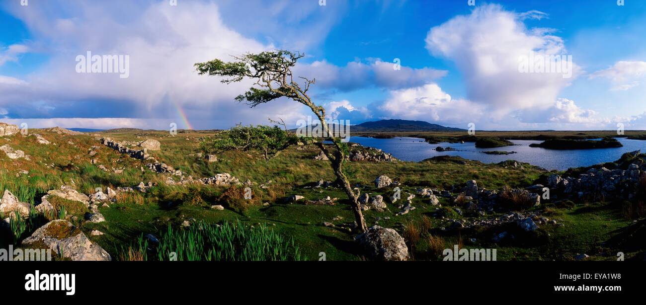 Hawthorn Tree, Rainbow, Bog Road, Near Roundstone, Co Galway, Ireland Stock Photo