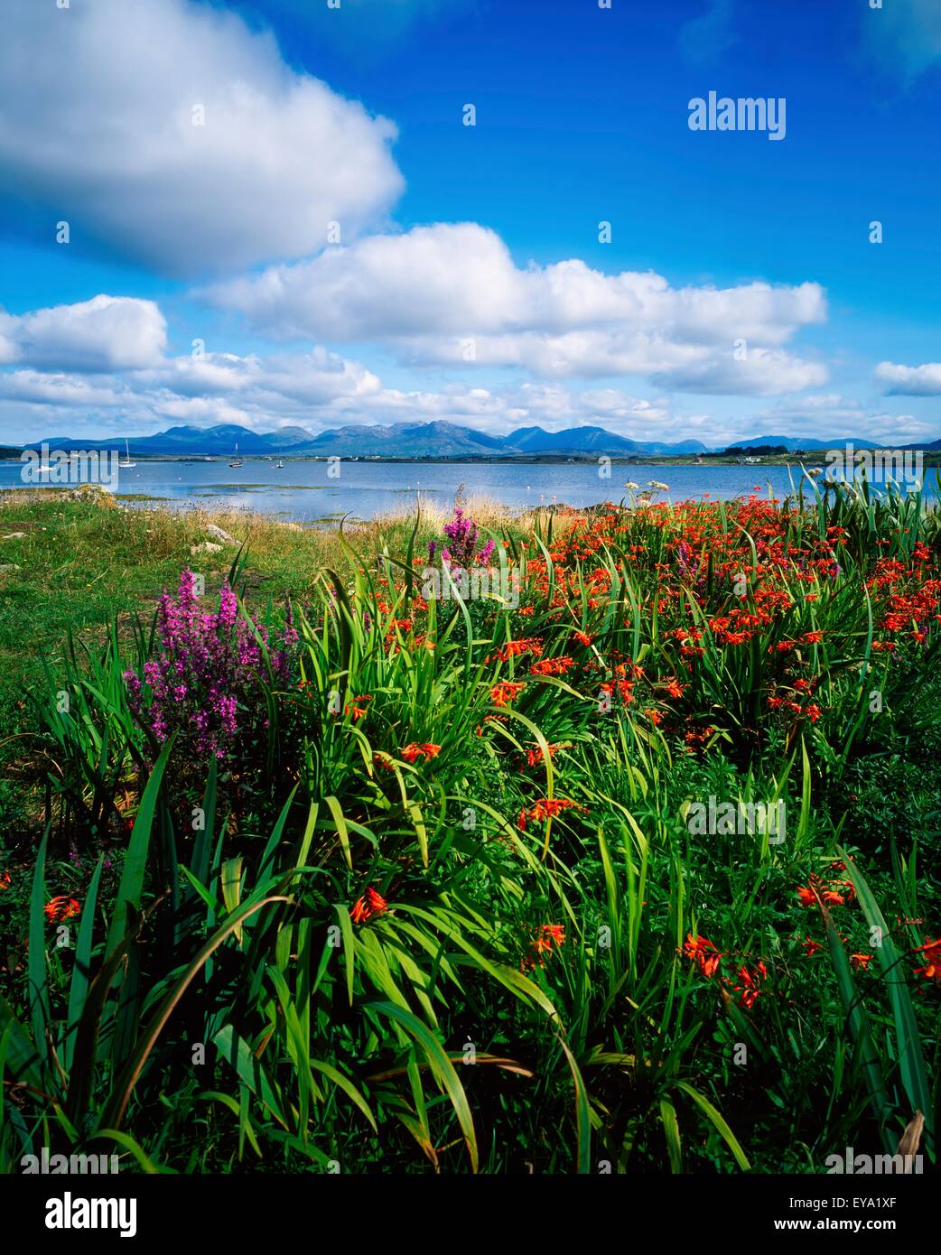 Wildflowers At Roundstone, Connemara, Co Galway, Ireland Stock Photo
