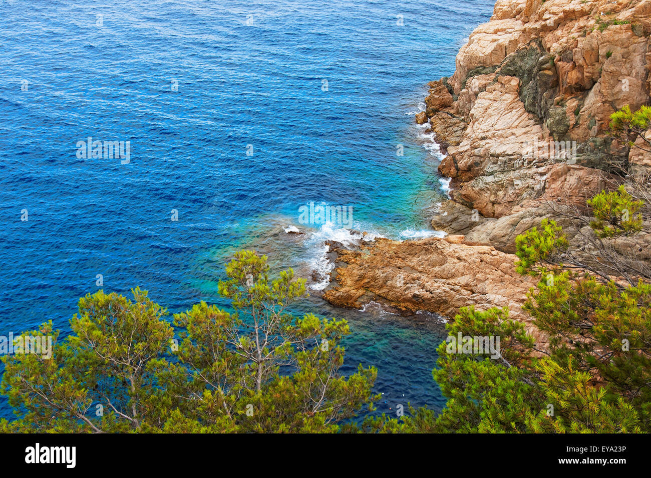 High view rocky pine tree hi-res stock photography and images - Alamy