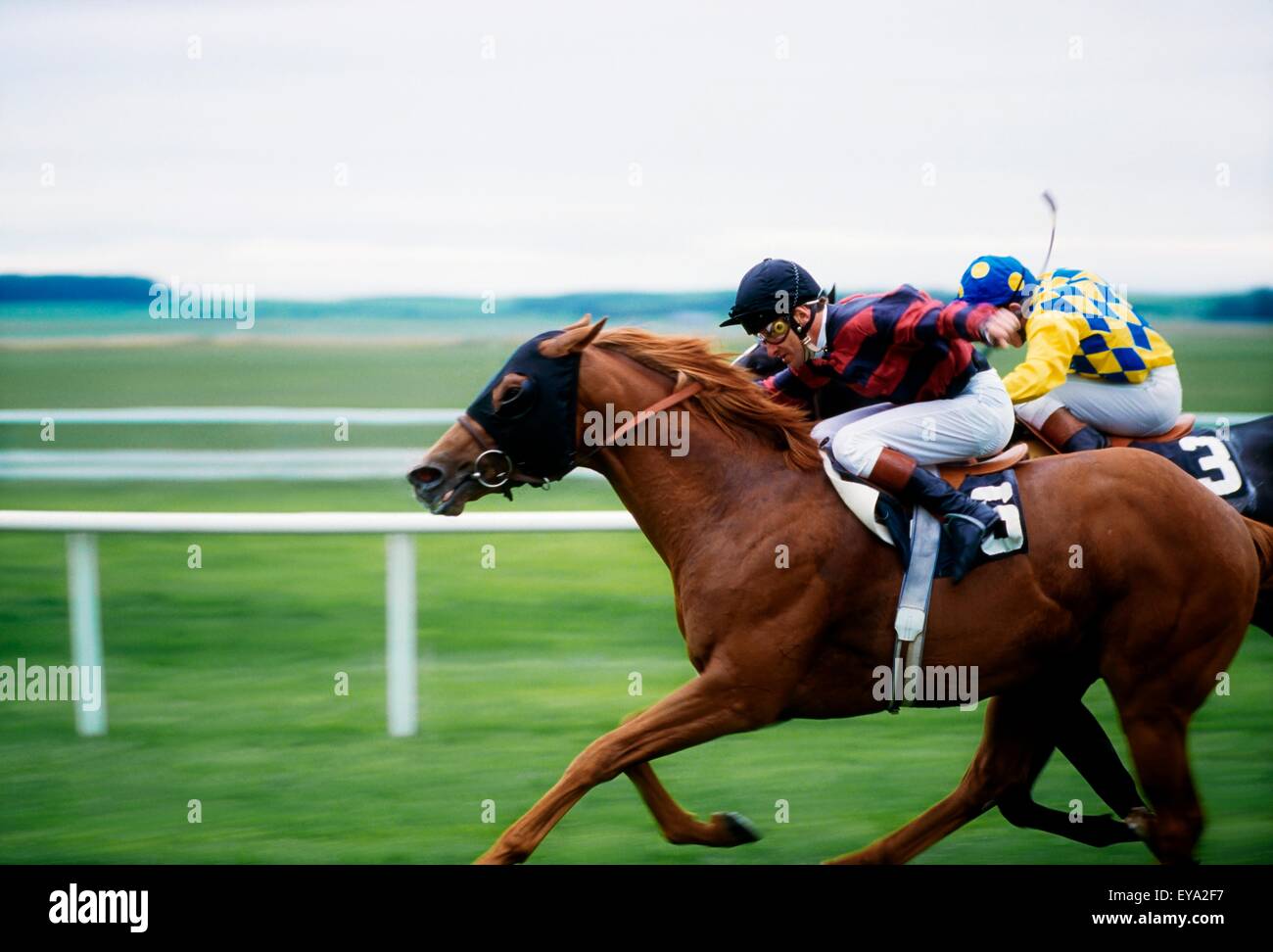 Action animal horse whip hires stock photography and images Alamy