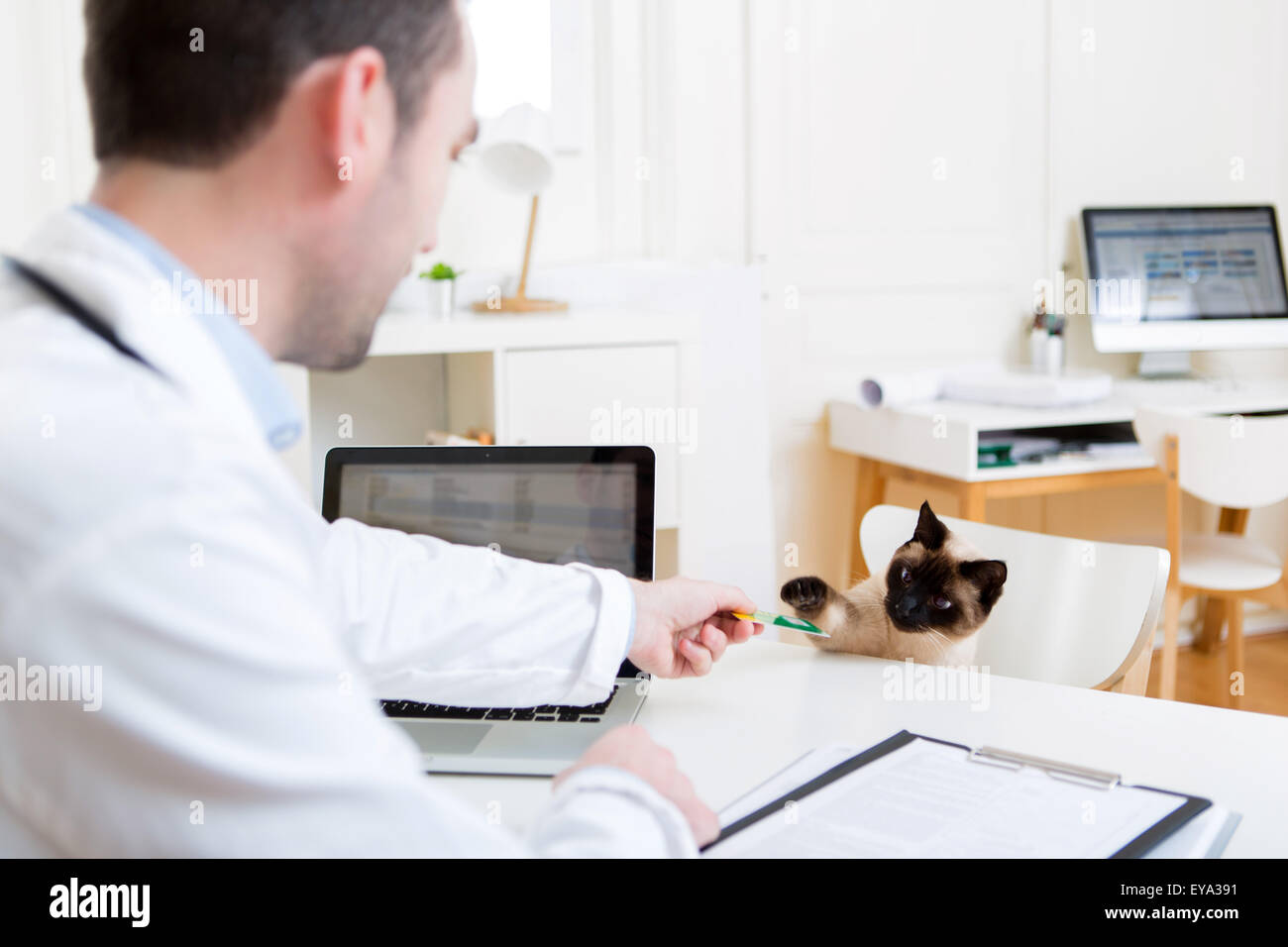 Illustration of Concept of Health insurance for pets Stock Photo
